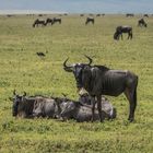 Tansania - Ngorongoro - Weißbart-Gnus