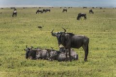 Tansania - Ngorongoro - Weißbart-Gnus