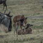 Tansania - Ngorongoro - Weißbart-Gnus - Jungtiere