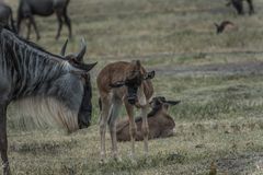 Tansania - Ngorongoro - Weißbart-Gnus - Jungtiere