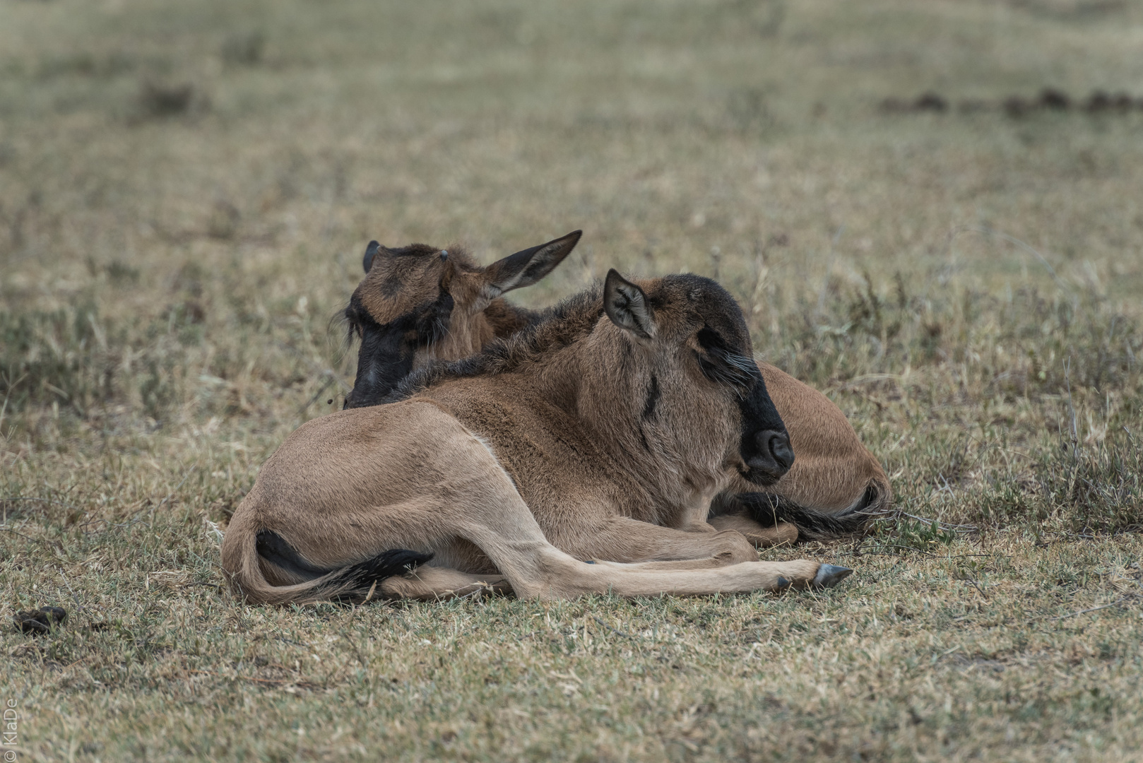 Tansania - Ngorongoro - Weißbart-Gnus - Jungtiere