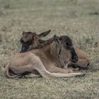 Tansania - Ngorongoro - Weißbart-Gnus - Jungtiere