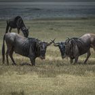 Tansania - Ngorongoro - Weißbart-Gnus - Raufbolde