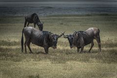 Tansania - Ngorongoro - Weißbart-Gnus - Raufbolde