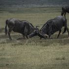 Tansania - Ngorongoro - Weißbart-Gnus - Raufbolde