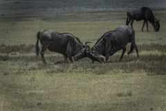 Tansania - Ngorongoro - Weißbart-Gnus - Raufbolde