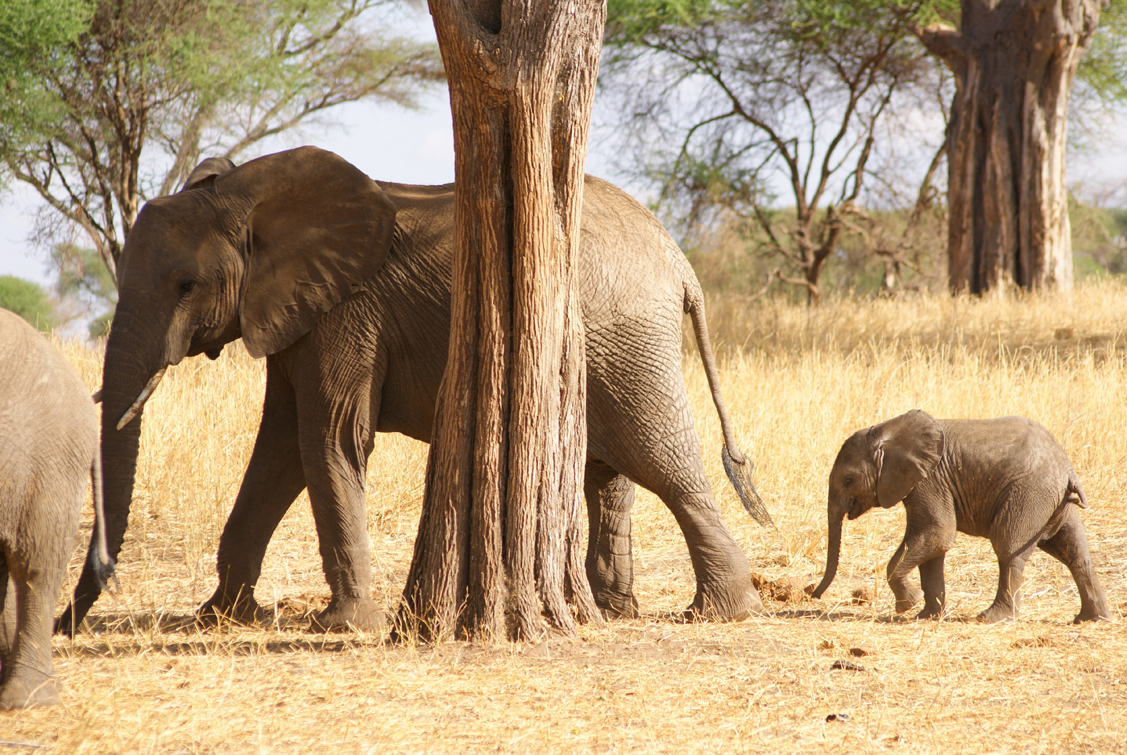 Tansania Safari 