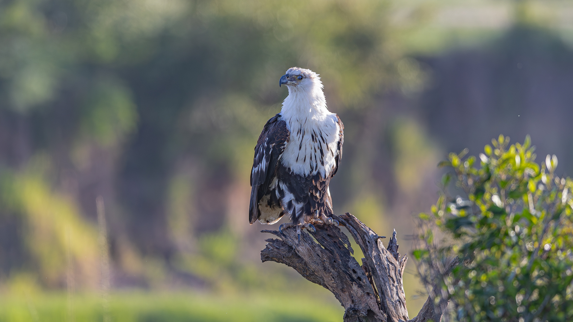 Tansania Schreiseeadler african fisheagle AC3X9890- Kopie