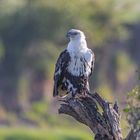 Tansania Schreiseeadler african fisheagle AC3X9890- Kopie