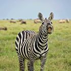 Tansania, Serengeti
