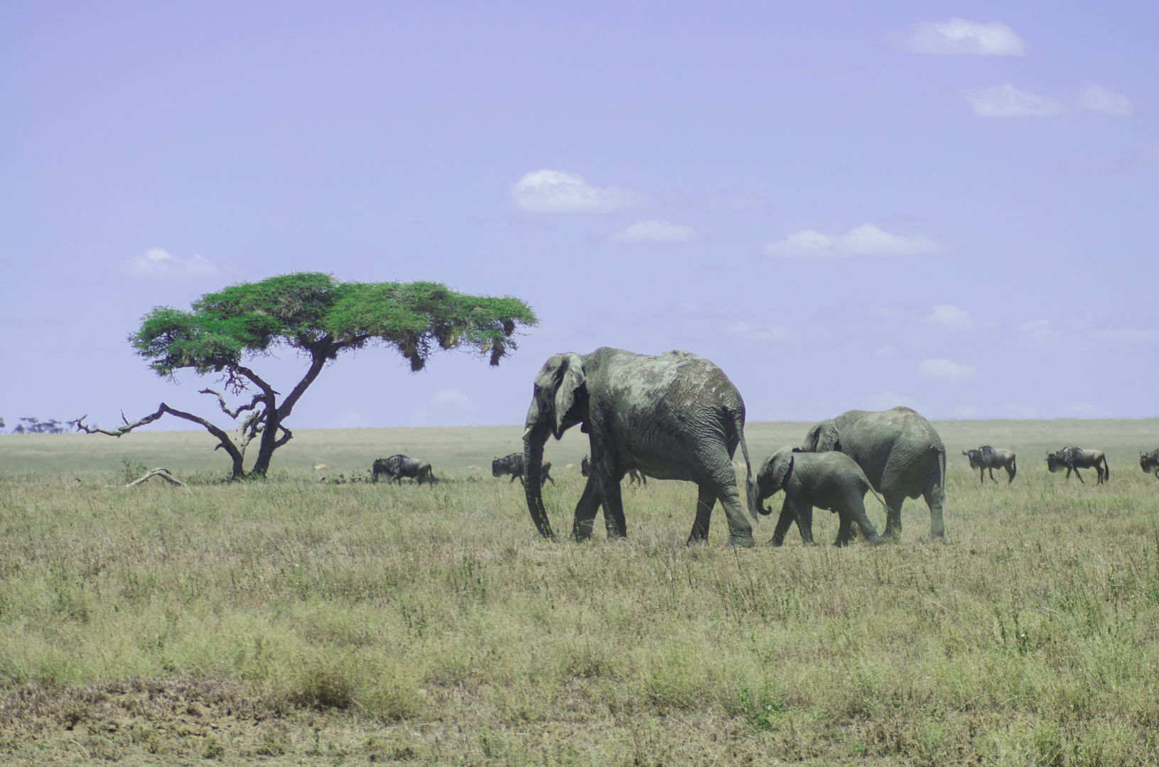 Tansania - Serengeti - Elefant Landscape