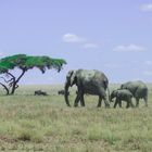 Tansania - Serengeti - Elefant Landscape