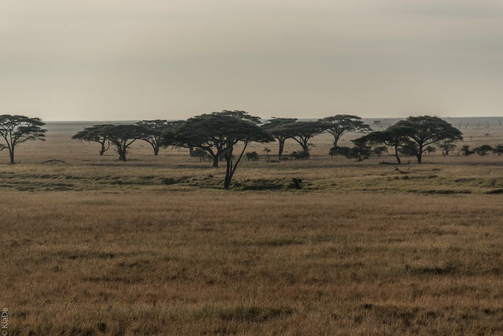 Tansania - Serengeti - Fahrt durch die Bäume