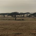 Tansania - Serengeti - Fahrt durch die Bäume