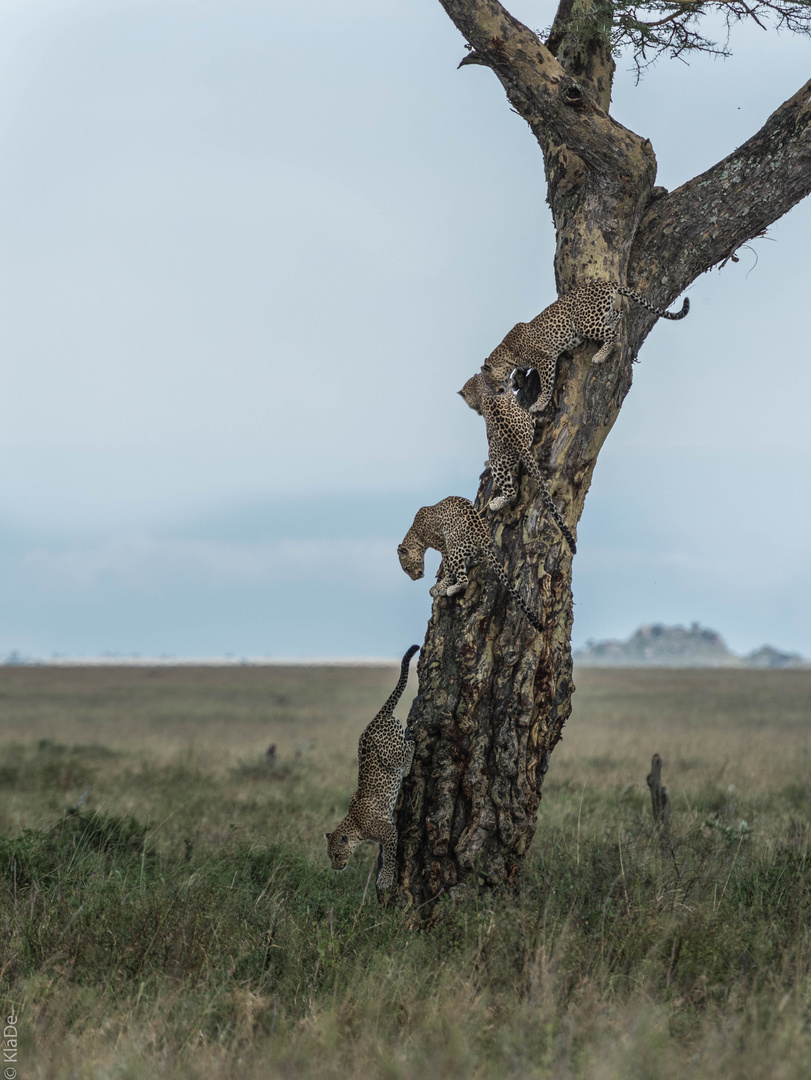 Tansania - Serengeti - Five of Five - Wie kommt der Leopard vom Baum herunter