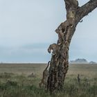 Tansania - Serengeti - Five of Five - Wie kommt der Leopard vom Baum herunter