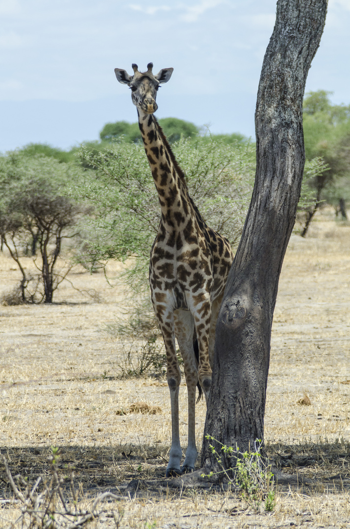 Tansania - Serengeti - Giraffe 2014