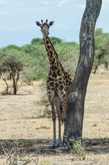 Tansania - Serengeti - Giraffe 2014