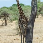 Tansania - Serengeti - Giraffe 2014