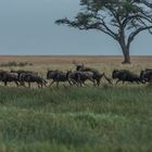 Tansania - Serengeti - Gnu-Herde