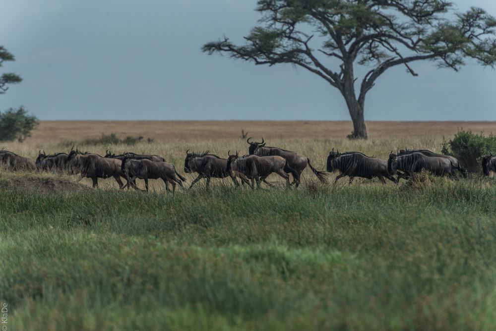 Tansania - Serengeti - Gnu-Herde