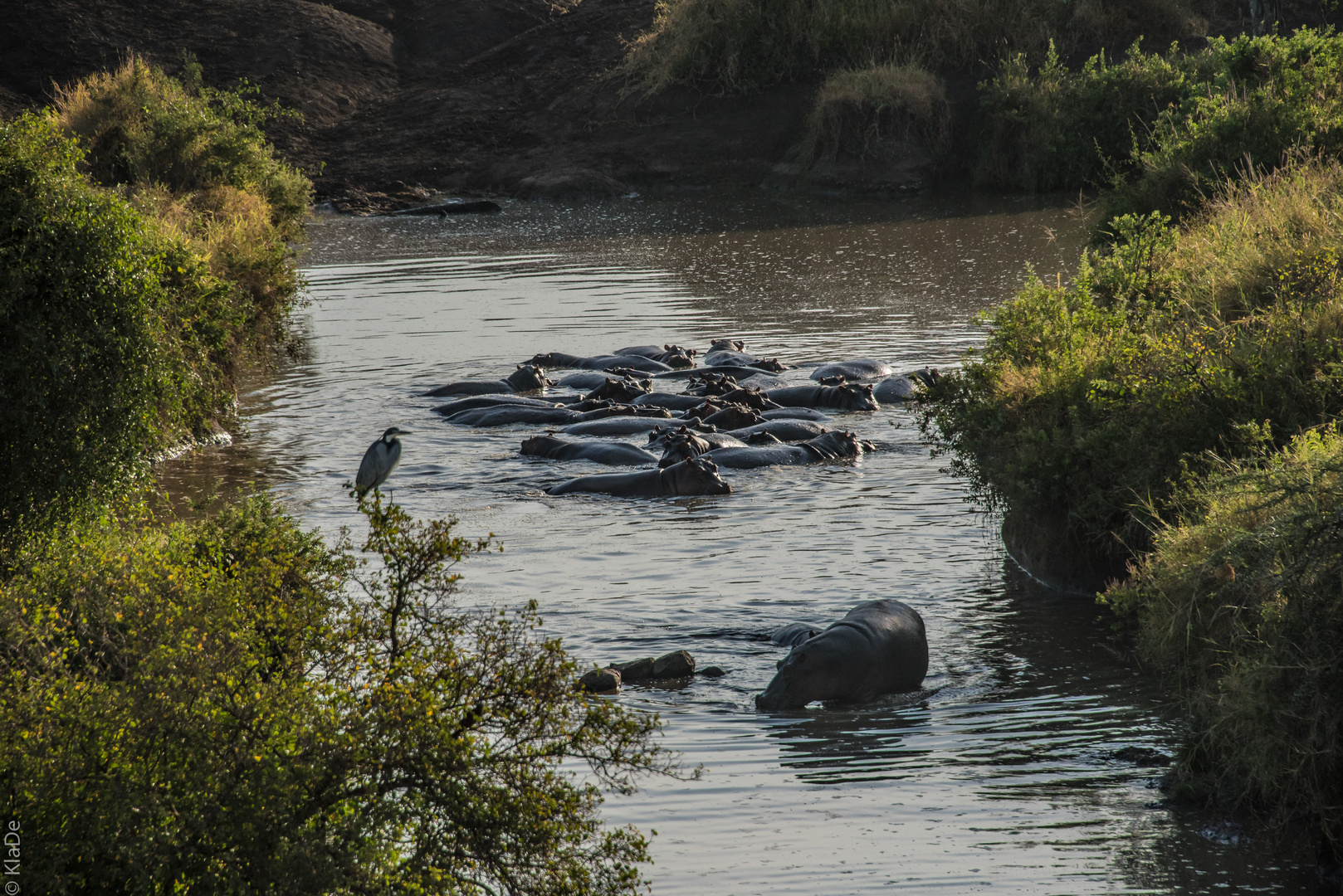 Tansania - Serengeti - Hippo-Pool