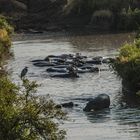 Tansania - Serengeti - Hippo-Pool