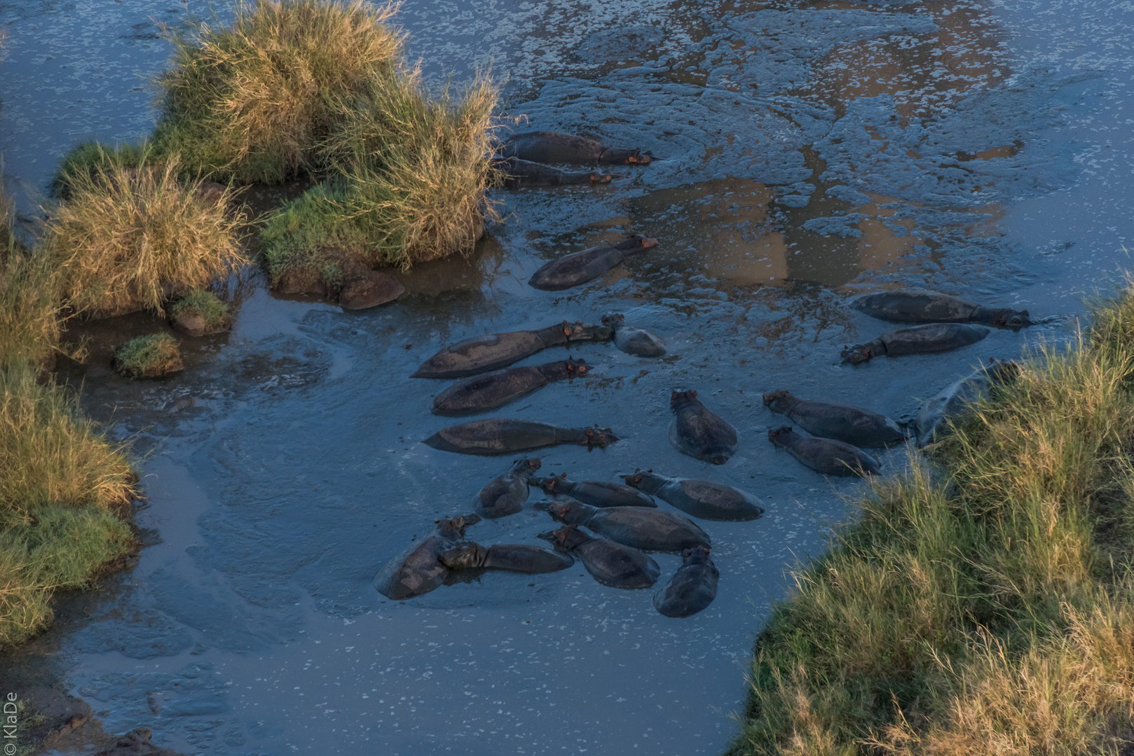 Tansania - Serengeti - Hippo-Pool