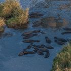 Tansania - Serengeti - Hippo-Pool