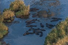 Tansania - Serengeti - Hippo-Pool