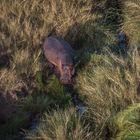 Tansania - Serengeti - Hippo-Pool - Einzelgänger im Gras