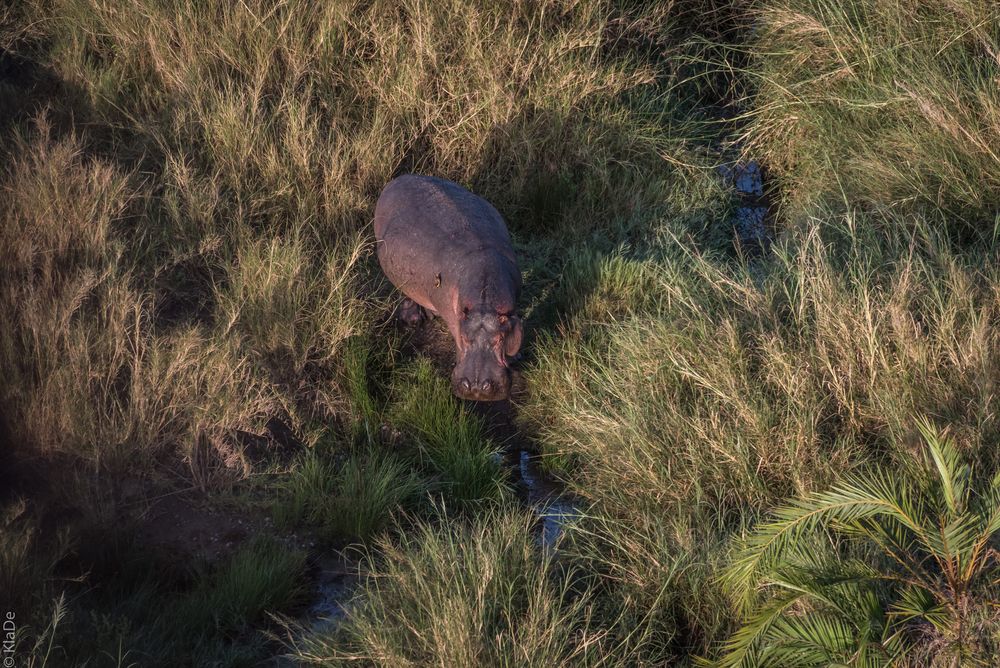 Tansania - Serengeti - Hippo-Pool - Einzelgänger im Gras