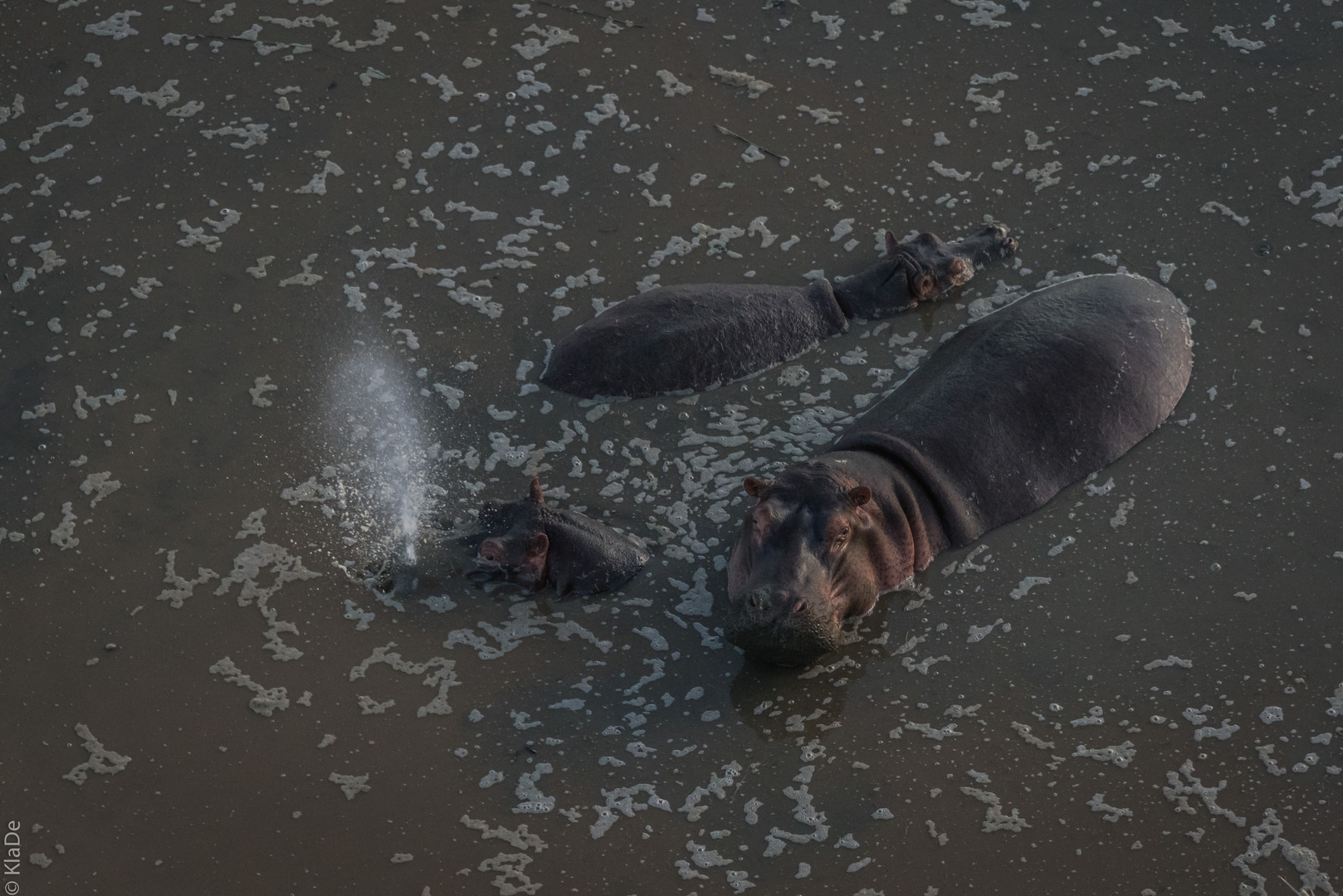 Tansania - Serengeti - Hippo-Pool - Pfft