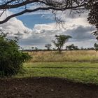 Tansania - Serengeti - Ikoma Tented Camp - Blick in die Savanne