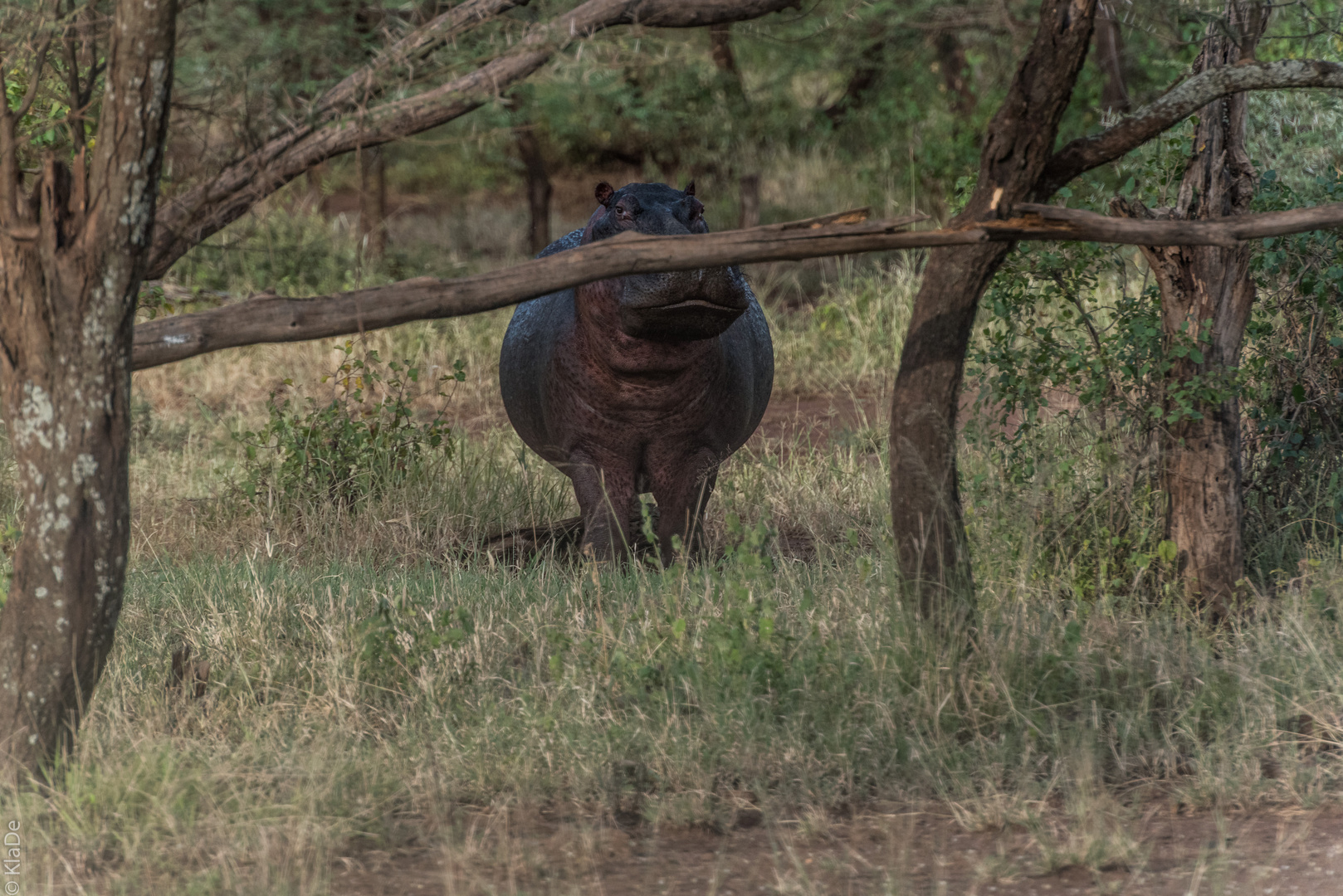 Tansania - Serengeti - Kokette Hippodame