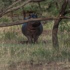 Tansania - Serengeti - Kokette Hippodame