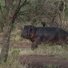 Tansania - Serengeti - Kokette Hippodame