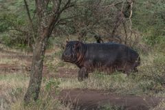 Tansania - Serengeti - Kokette Hippodame