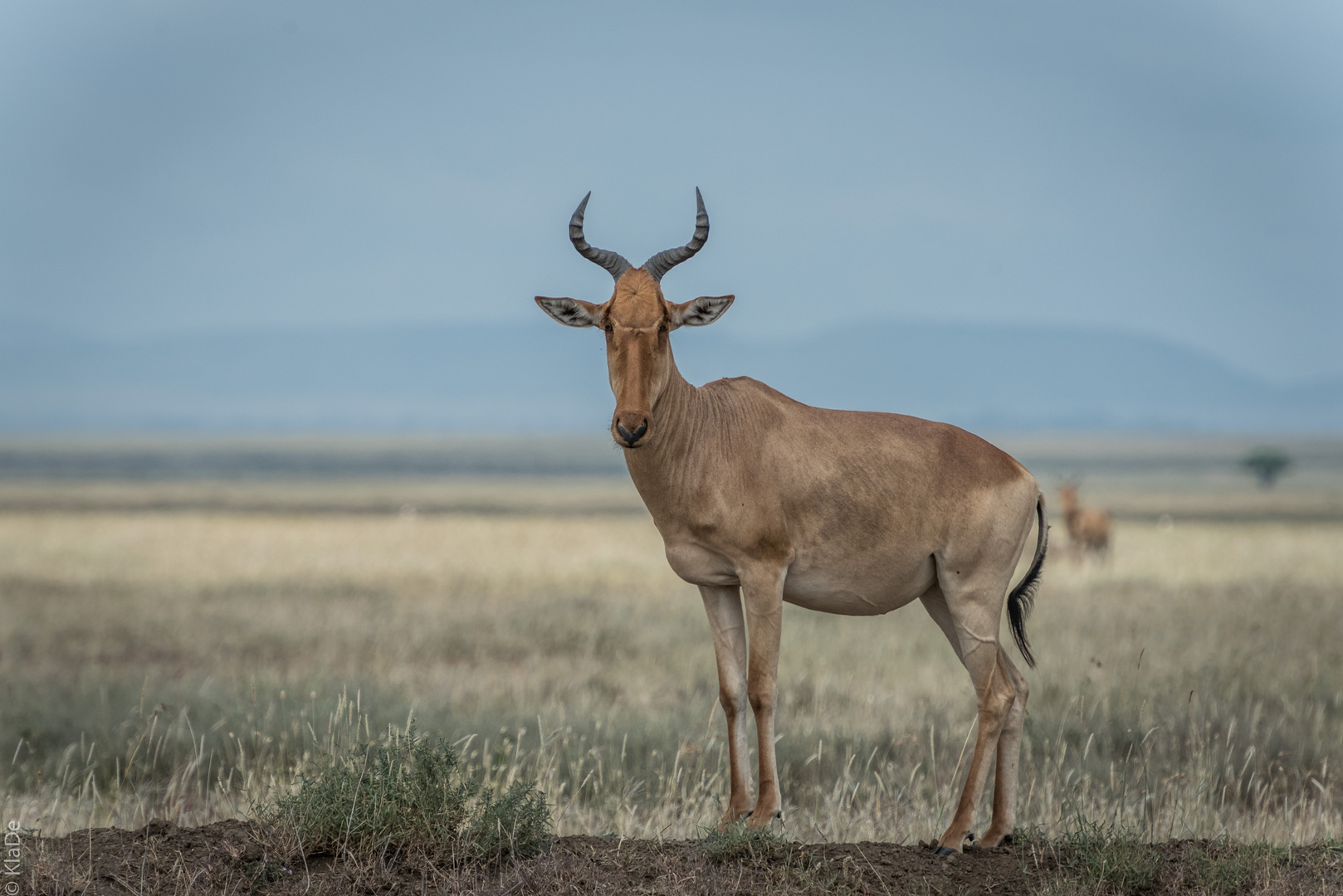 Tansania - Serengeti - Kuhantilope