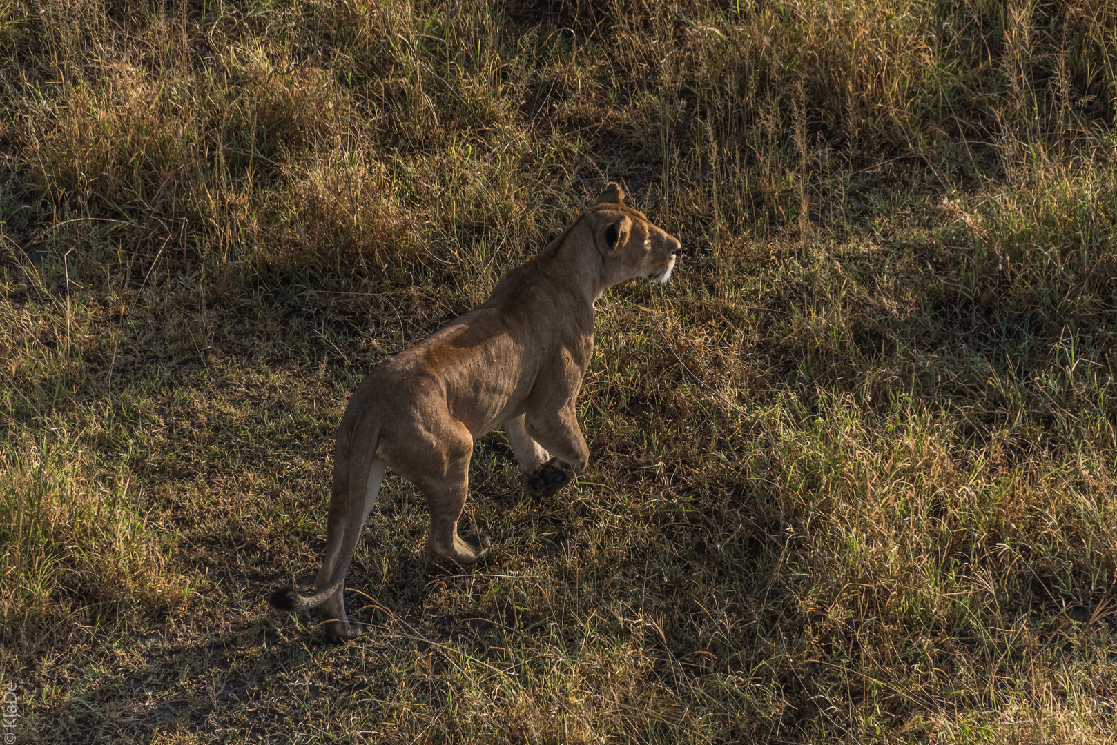 Tansania - Serengeti - Löwen aus der Luft