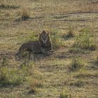 Tansania - Serengeti - Löwen aus der Luft