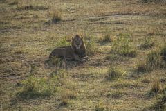 Tansania - Serengeti - Löwen aus der Luft