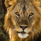 Tansania - Serengeti - Löwen-Portrait