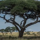 Tansania - Serengeti - Schirmakazie