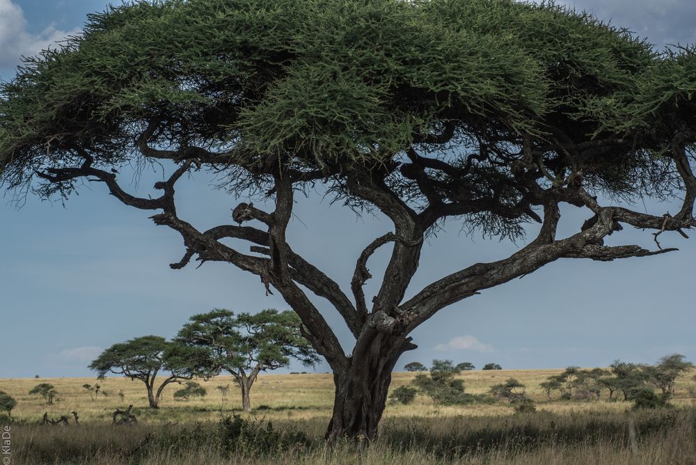Tansania - Serengeti - Schirmakazie