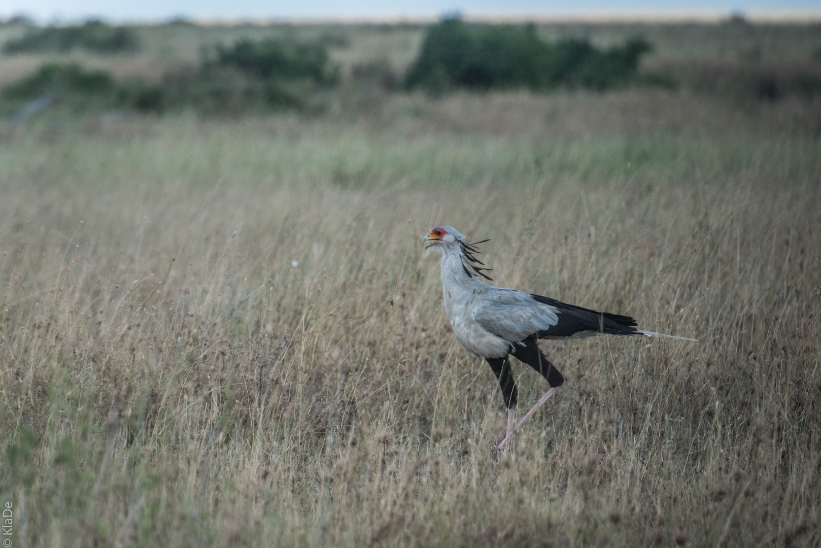 Tansania - Serengeti - Sekretär