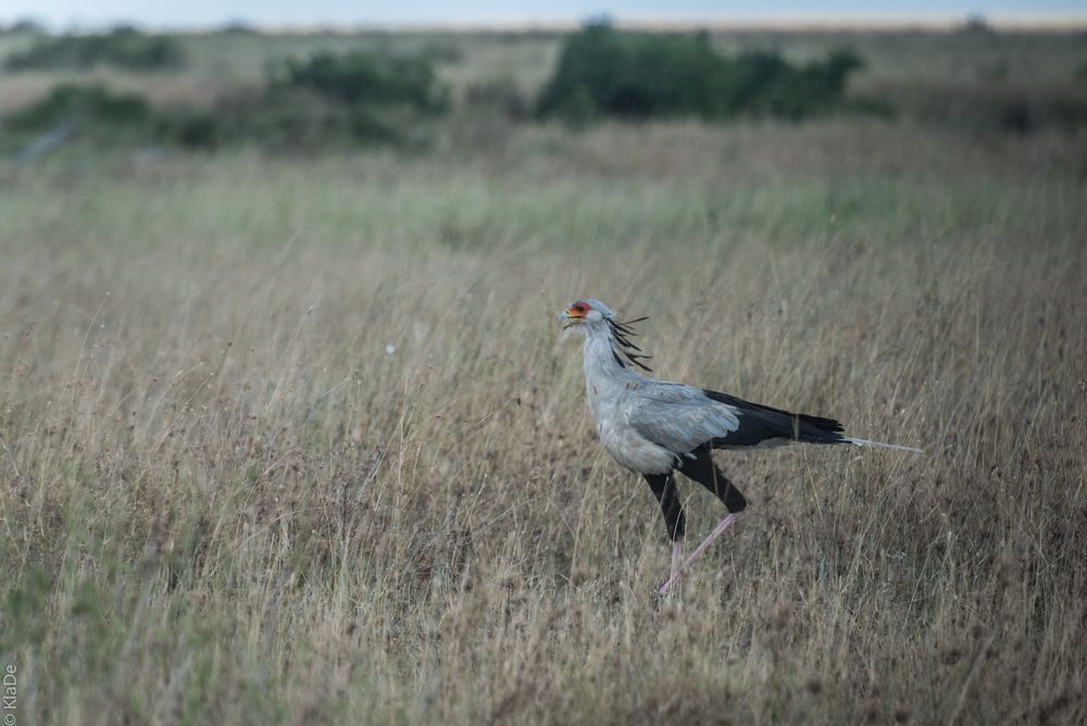 Tansania - Serengeti - Sekretär