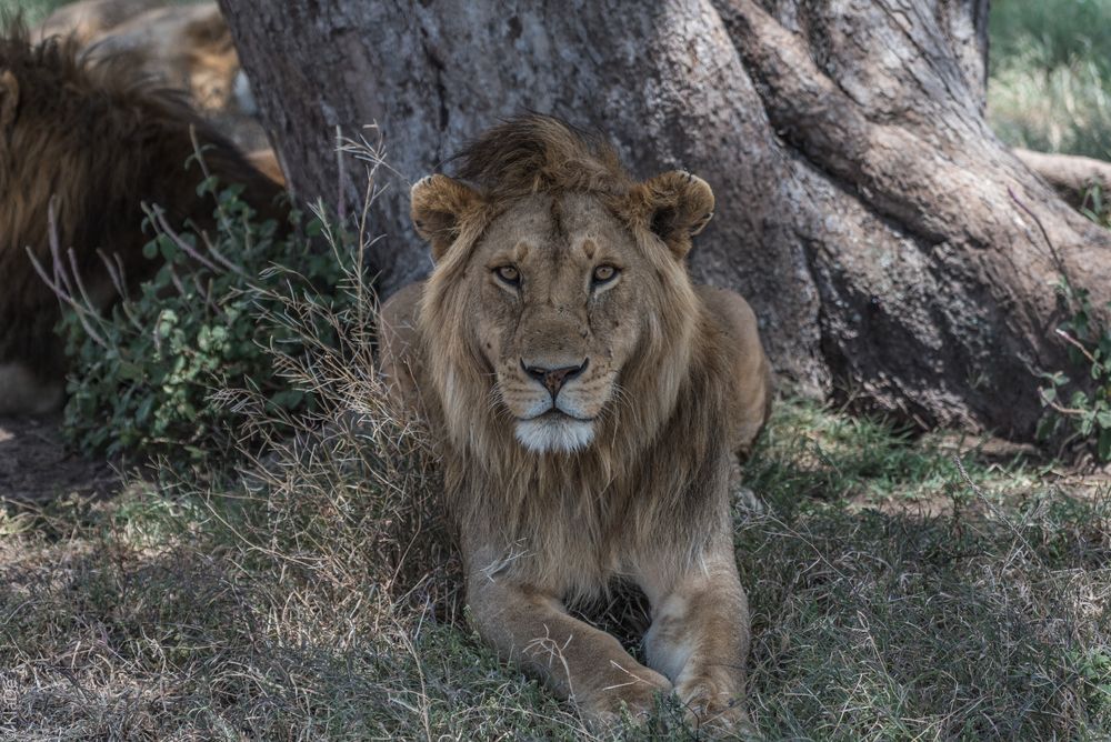 Tansania - Serengeti - Three of Five - Löwen von Angesicht zu Angesicht