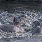 Tansania - Serengeti - Treiben der Hippos im Fluß