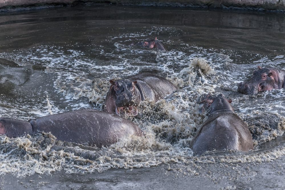 Tansania - Serengeti - Treiben der Hippos im Fluß